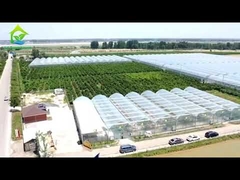Rolnicza folia tunelowa Szklarnia jednowarstwowa, wieloprzęsłowa
