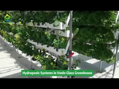 Pionowy sprzęt do nawadniania upraw hydroponicznych w szklarni Venlo