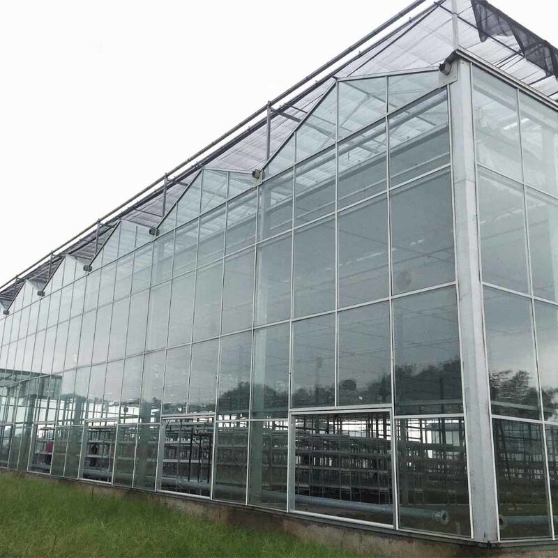 Szklana szkła rolnicza w stylu Multi Span Venlo z trójkątnym kształtowaniem dachu i wentylacją górną